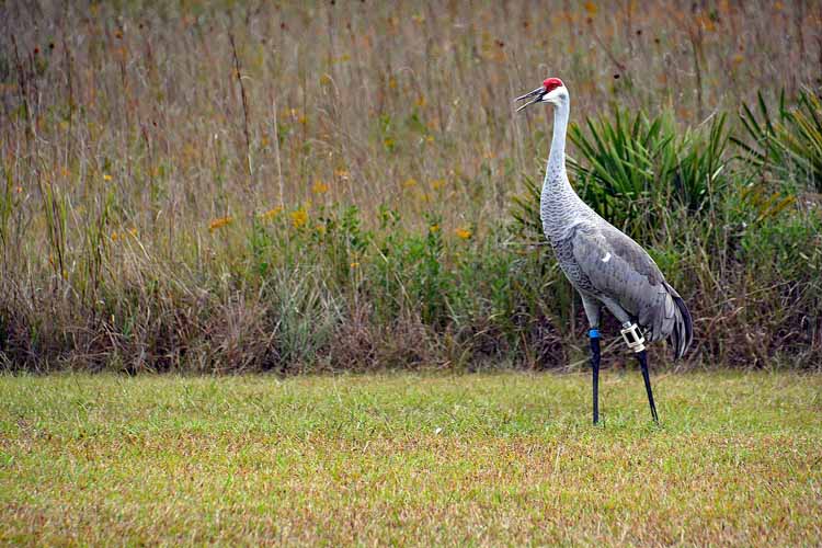 sandhill crane